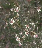 Symphyotrichum lateriflorum