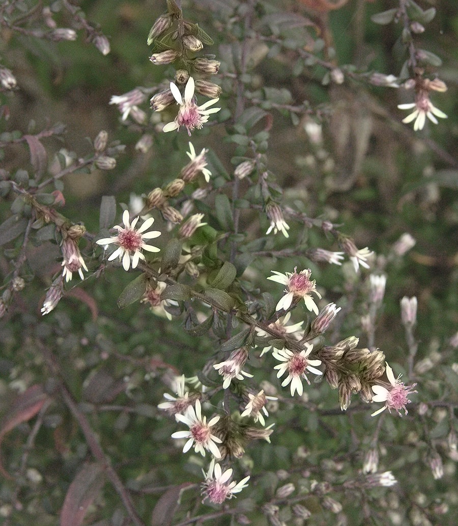 Image of Symphyotrichum lateriflorum specimen.
