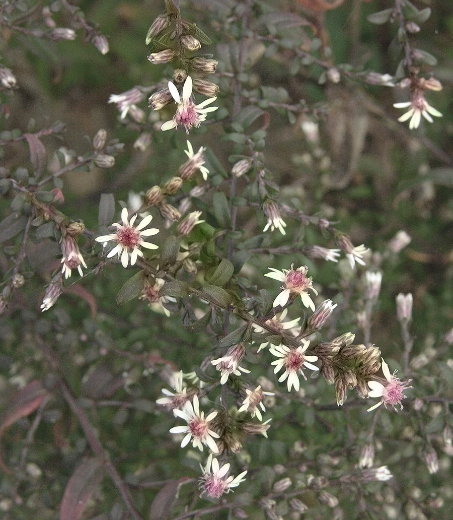 Изображение особи Symphyotrichum lateriflorum.