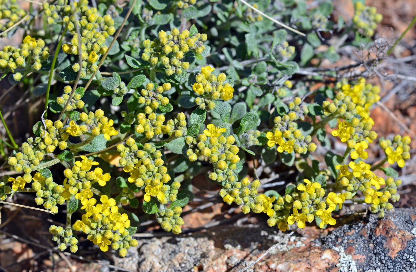 Image of Odontarrhena tortuosa specimen.