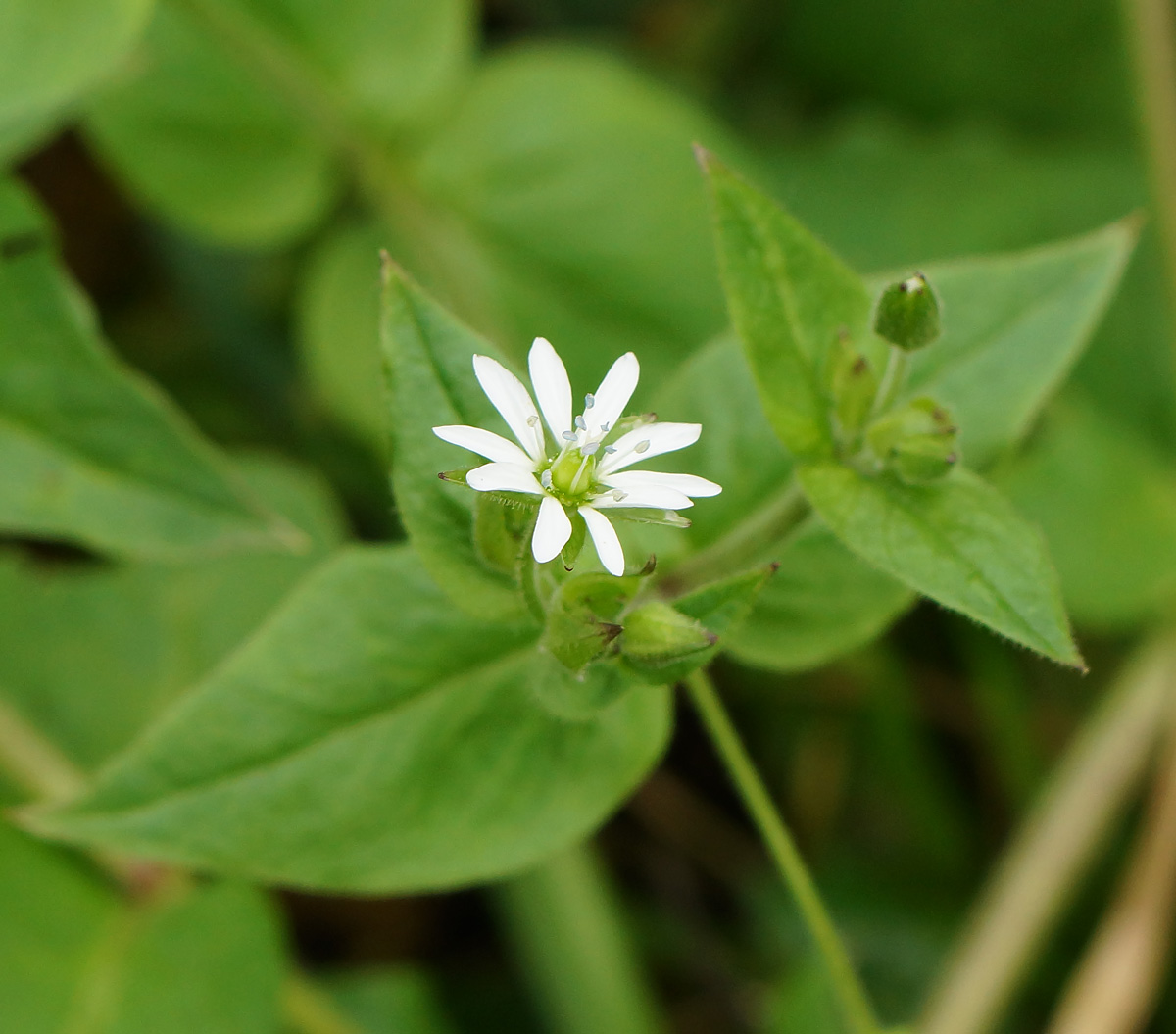 Изображение особи Myosoton aquaticum.