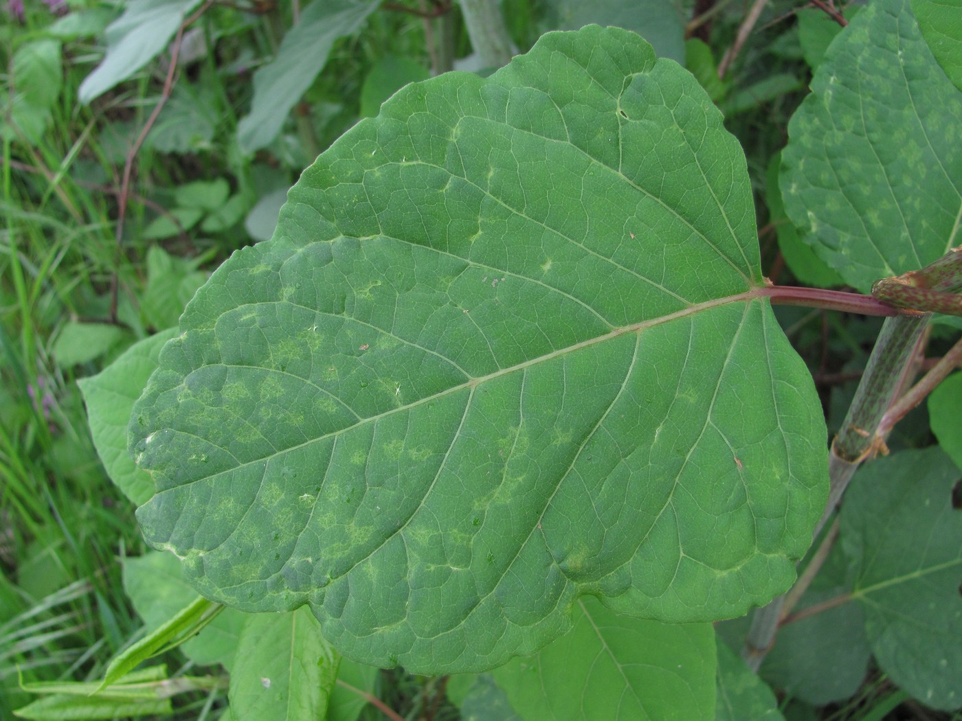 Изображение особи Reynoutria japonica.