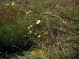Ranunculus acris