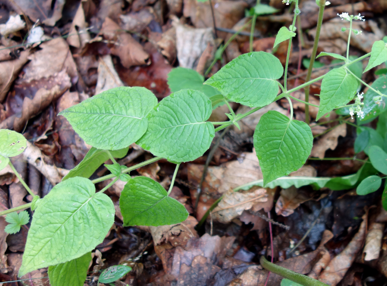 Изображение особи Circaea cordata.