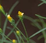Schkuhria pinnata