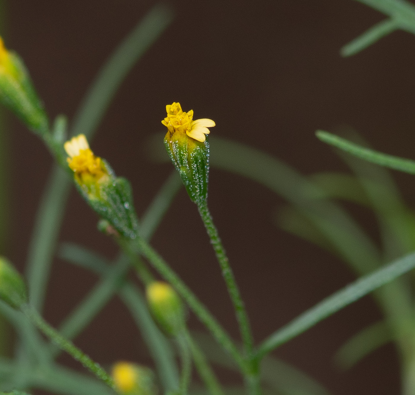 Изображение особи Schkuhria pinnata.