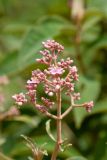 Miconia xalapensis