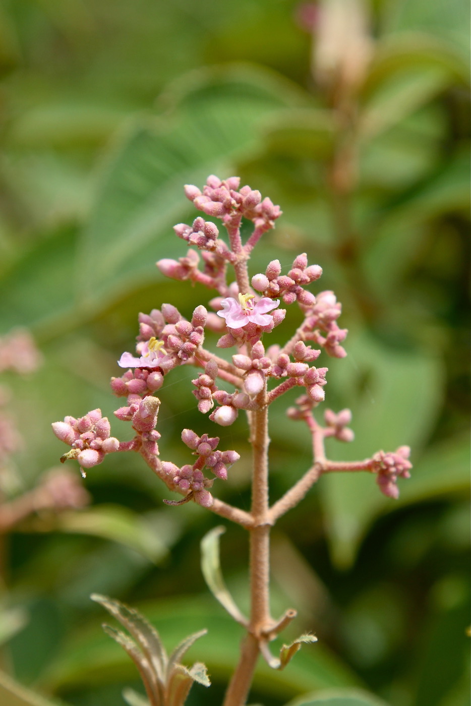 Изображение особи Miconia xalapensis.