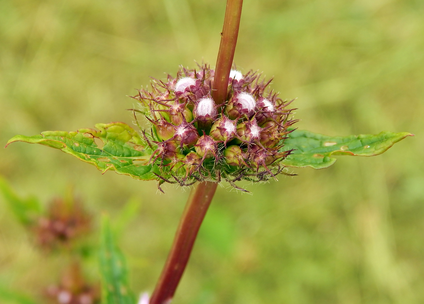 Image of Phlomoides tuberosa specimen.