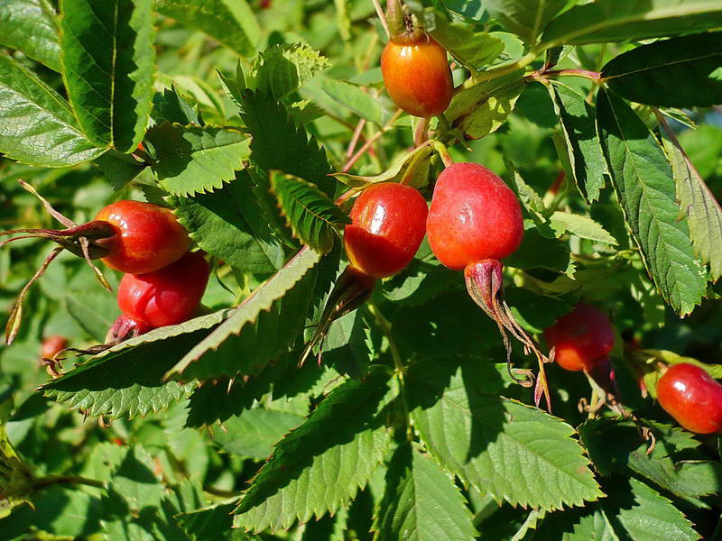 Image of Rosa glabrifolia specimen.