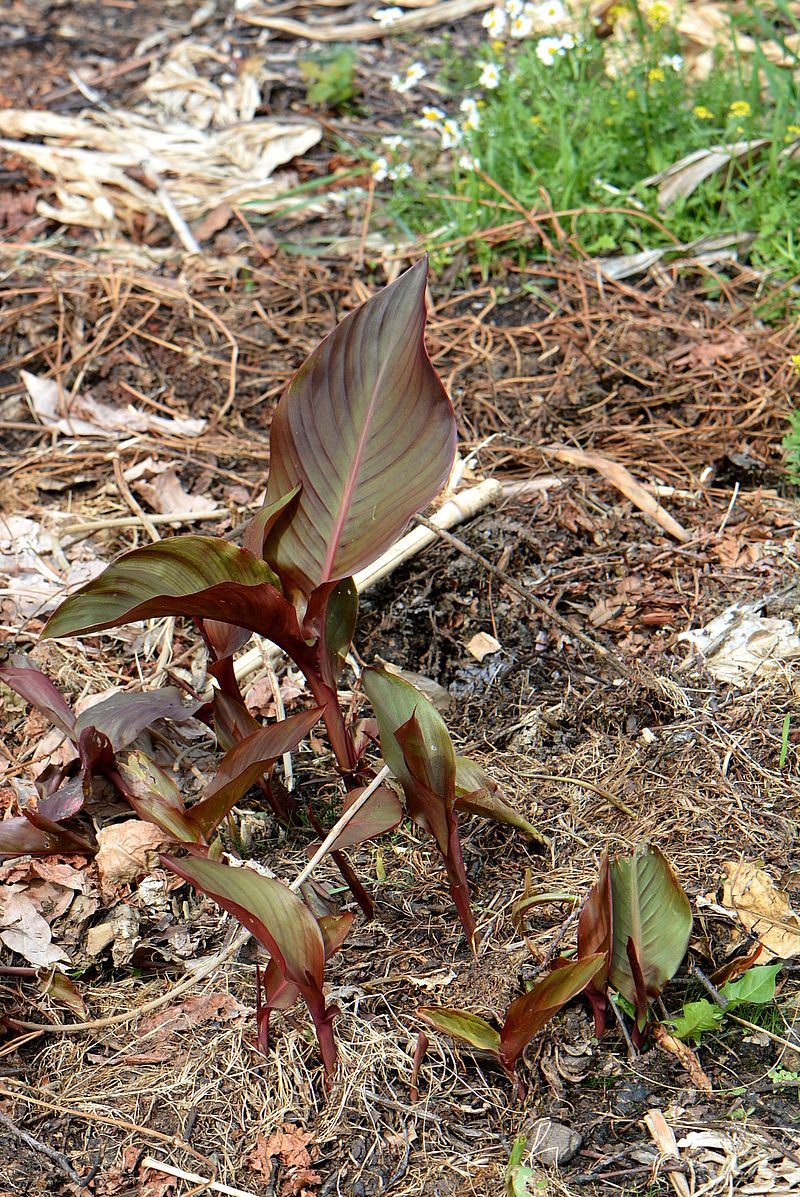 Image of Canna indica specimen.