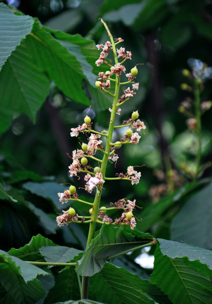 Image of Aesculus hippocastanum specimen.