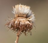 Pulicaria canariensis