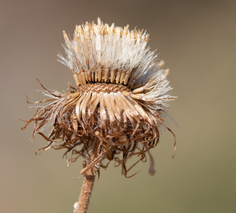 Изображение особи Pulicaria canariensis.