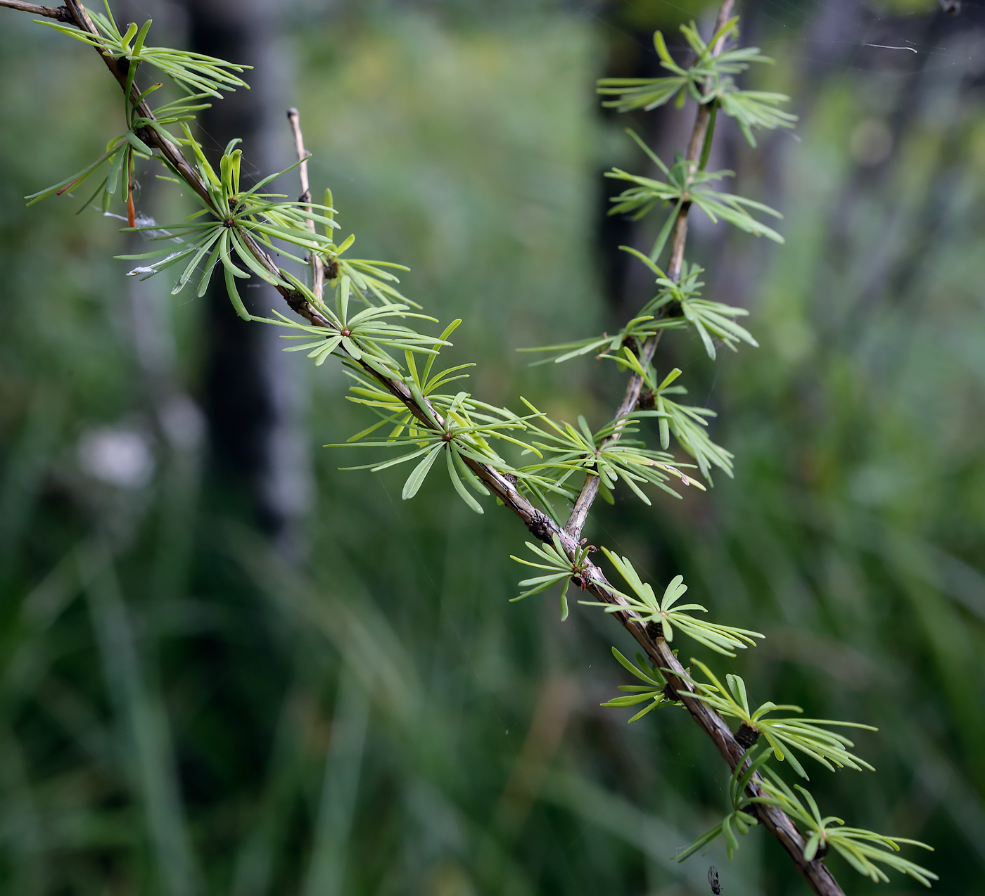 Изображение особи Larix sukaczewii.