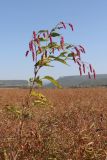 Persicaria orientalis