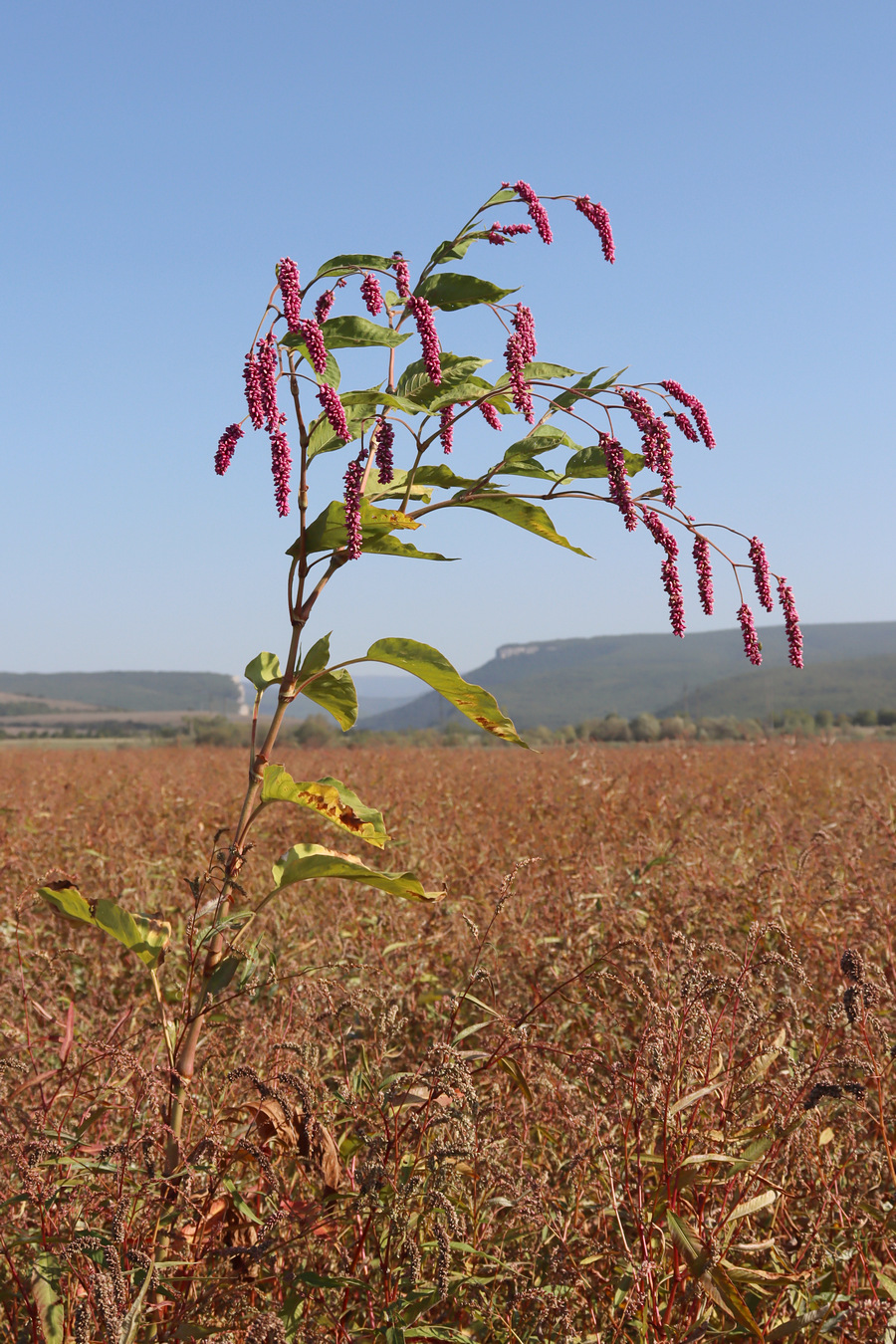 Изображение особи Persicaria orientalis.