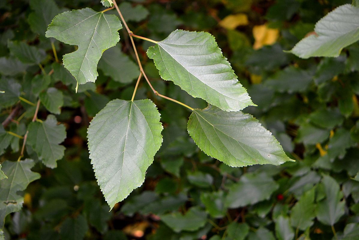 Image of genus Morus specimen.