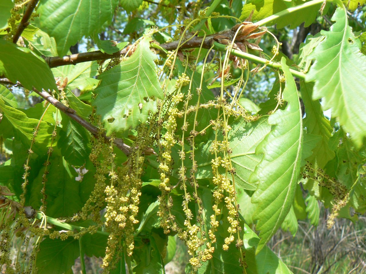 Изображение особи Quercus mongolica.