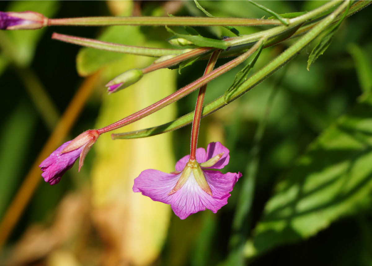 Image of Epilobium hirsutum specimen.