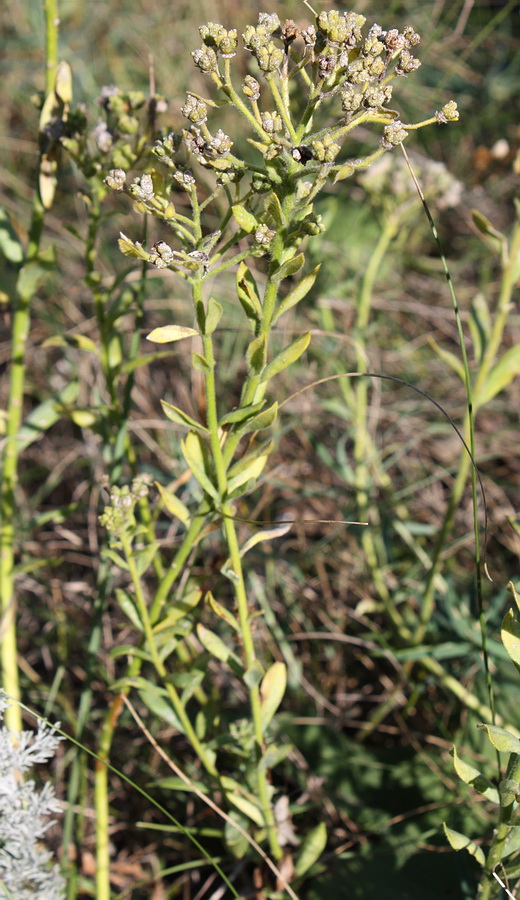 Image of Haplophyllum suaveolens specimen.