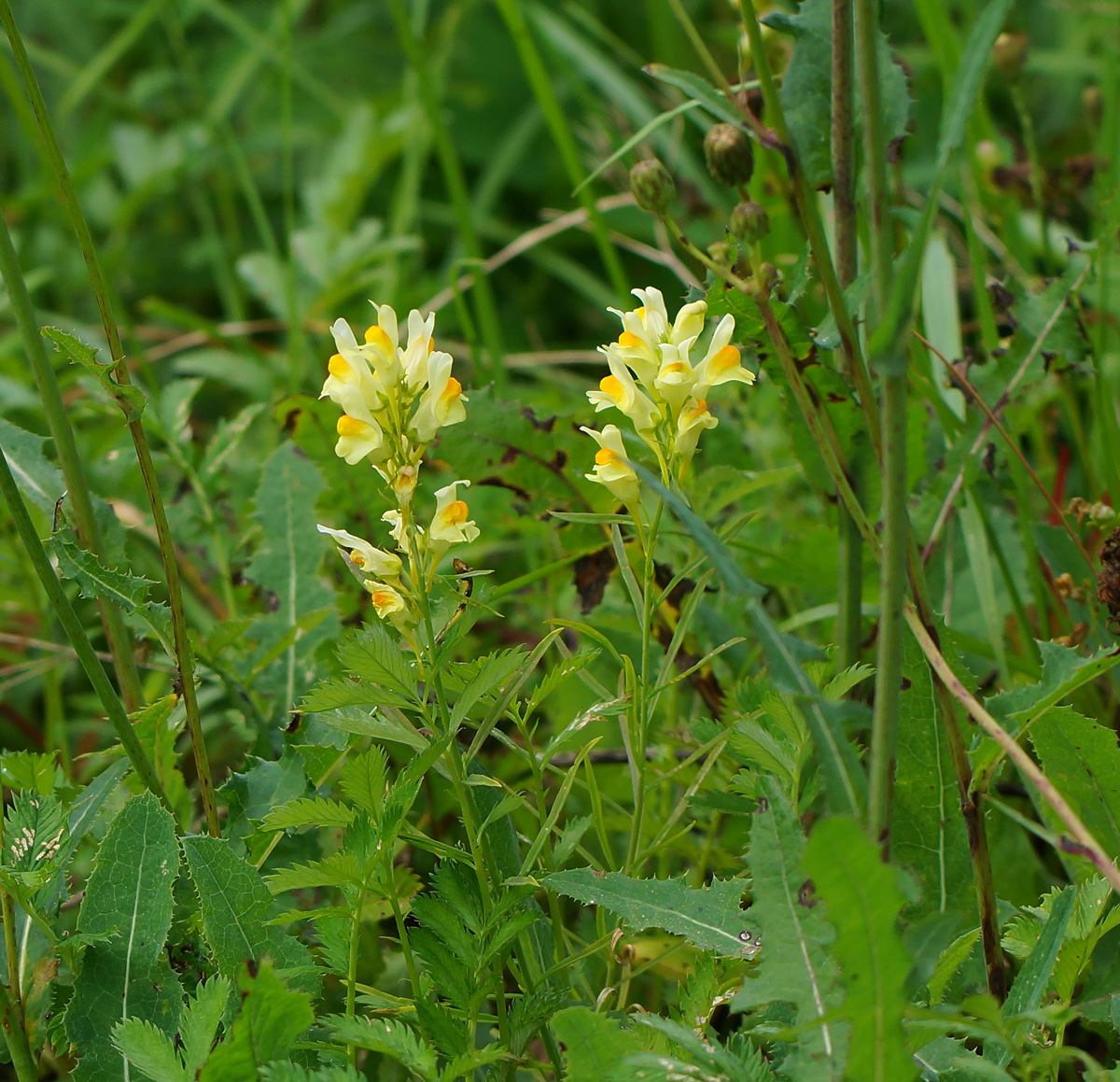 Изображение особи Linaria vulgaris.