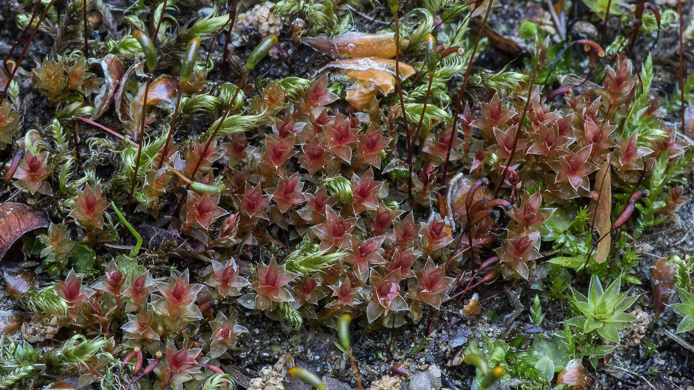 Image of genus Bryum specimen.