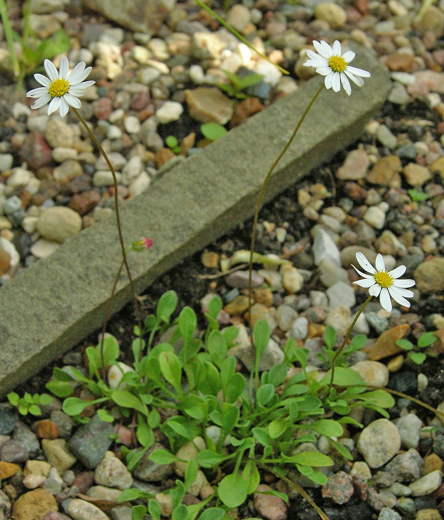 Image of Bellium bellidioides specimen.