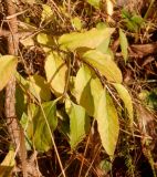 Euonymus verrucosus