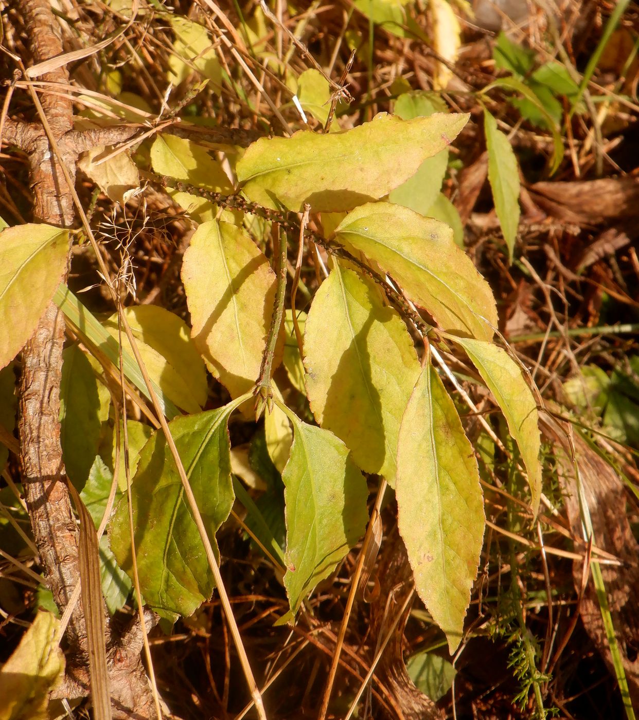 Изображение особи Euonymus verrucosus.