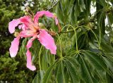 Ceiba speciosa. Побег с цветком и бутонами. Испания, Андалусия, провинция Малага, г. Бенальмадена, парк La Paloma. Август 2015 г. .