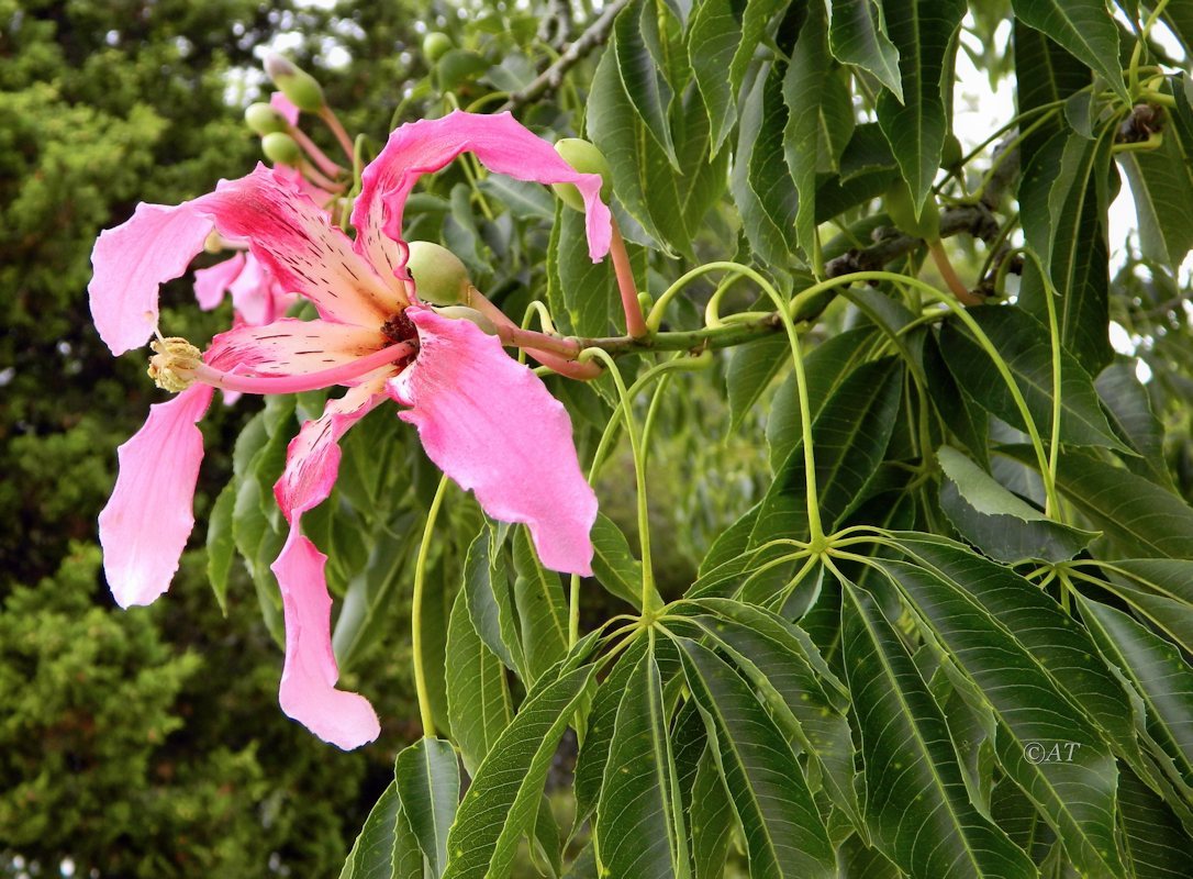 Image of Ceiba speciosa specimen.