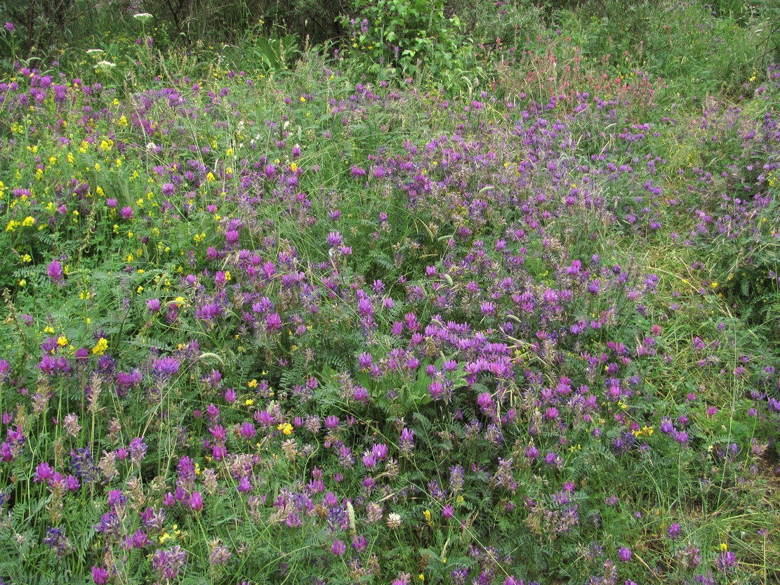 Изображение особи Astragalus onobrychis.