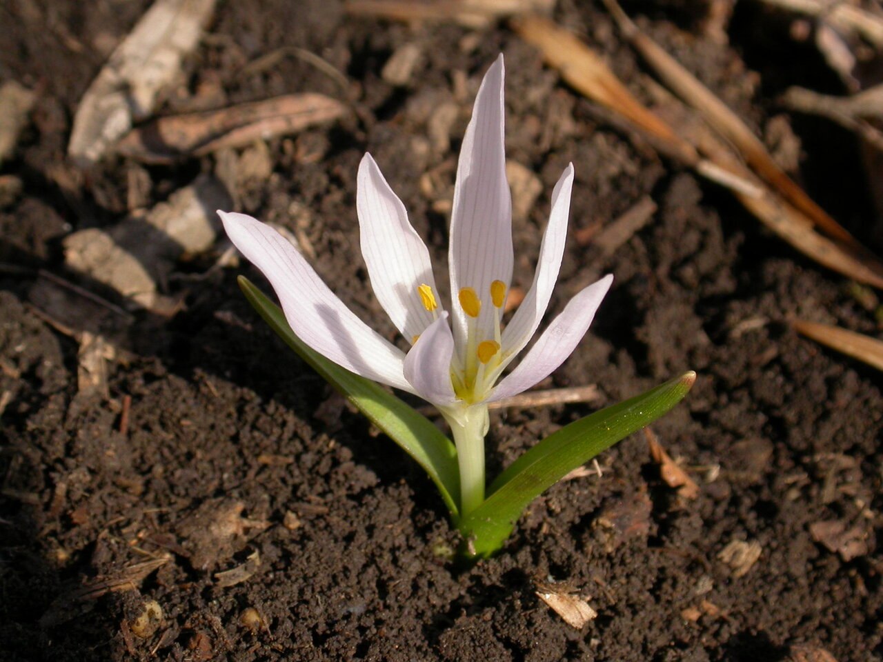 Image of Colchicum szovitsii specimen.