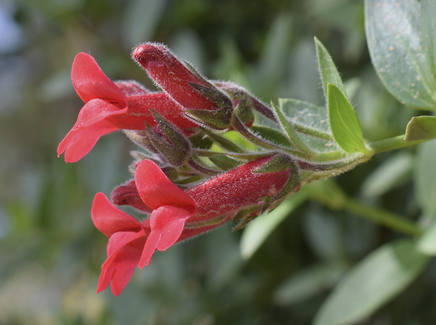 Изображение особи Gambelia speciosa.