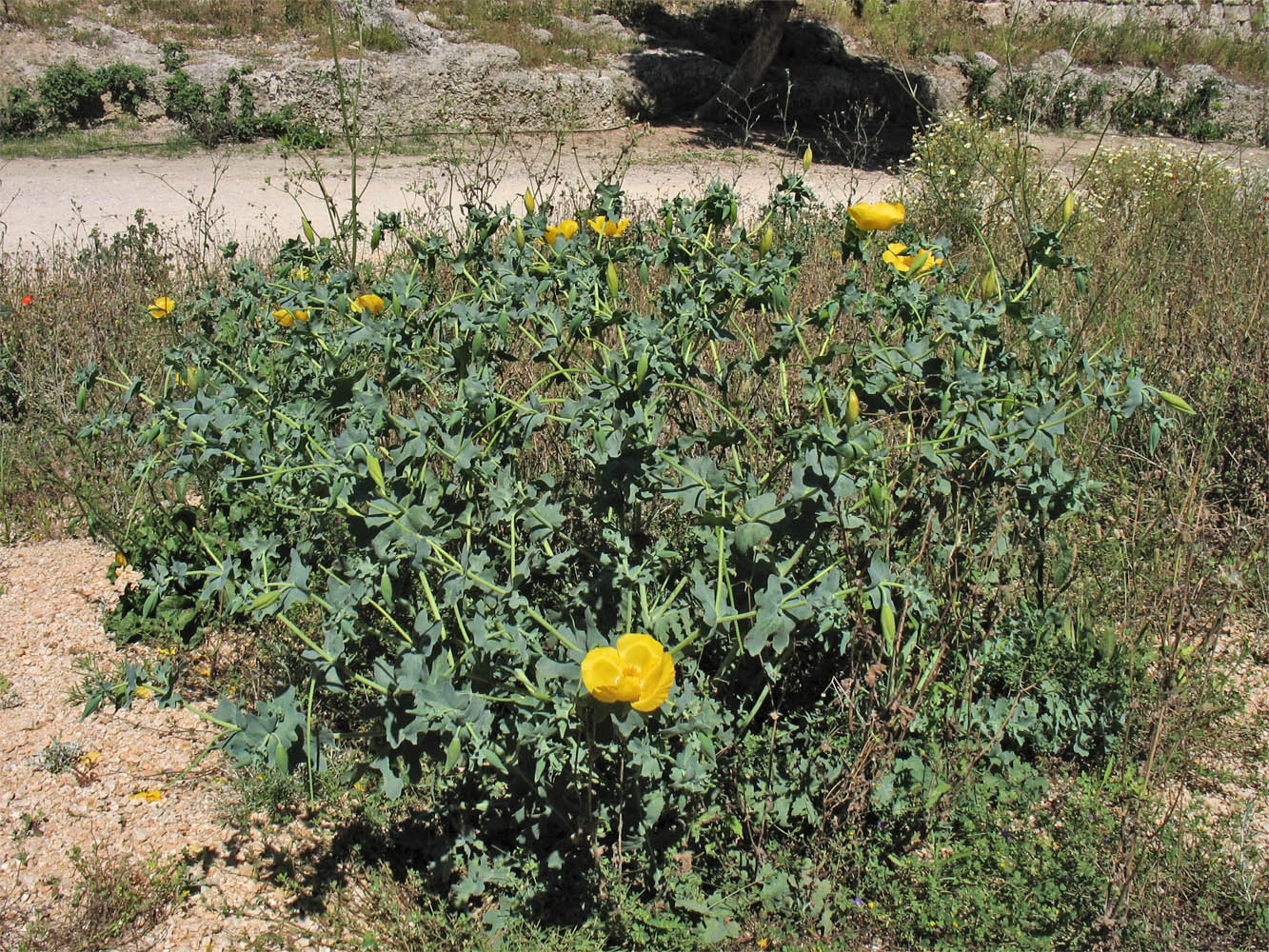 Изображение особи Glaucium flavum.