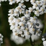 Achillea millefolium. Элементарные соцветия-корзинки. Санкт-Петербург, Старый Петергоф, парк \"Сергиевка\", луг у западной опушки. 01.08.2020.