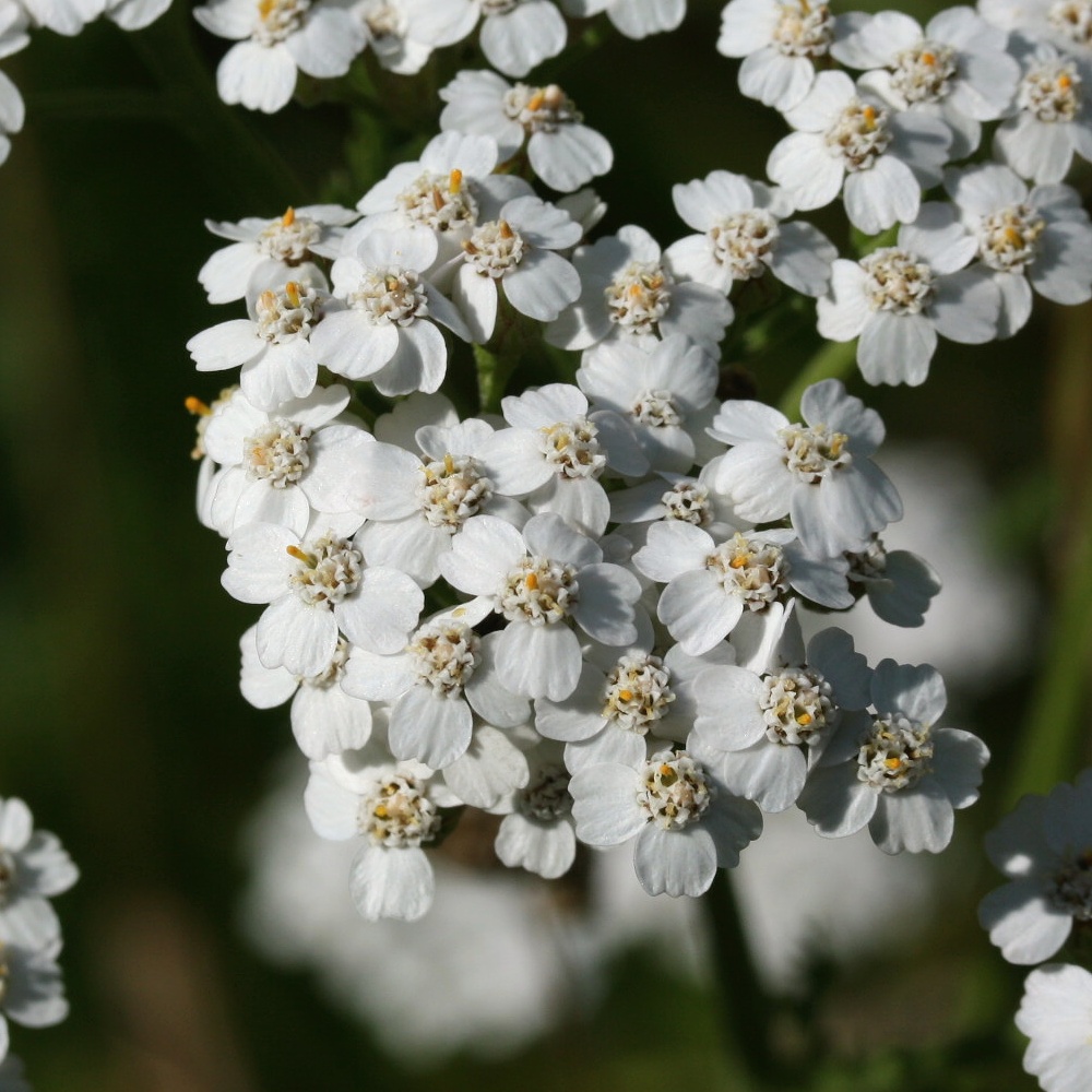 Изображение особи Achillea millefolium.