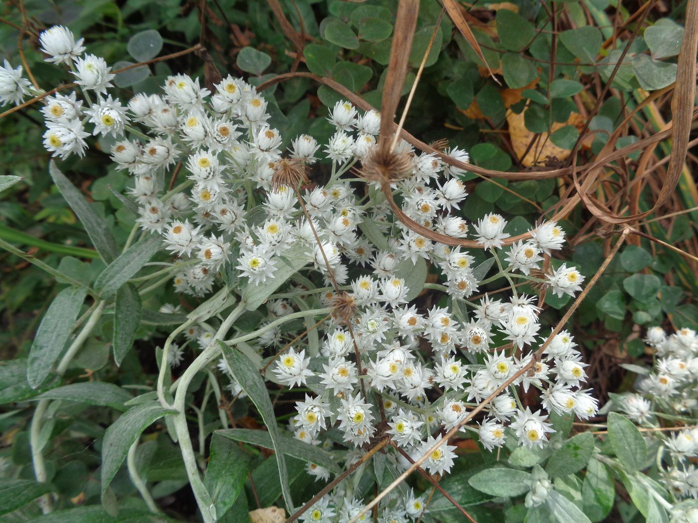 Image of Anaphalis margaritacea specimen.