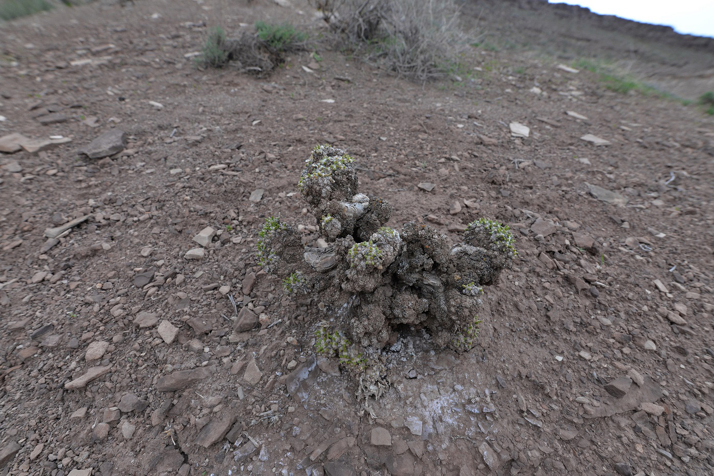 Изображение особи Anabasis truncata.