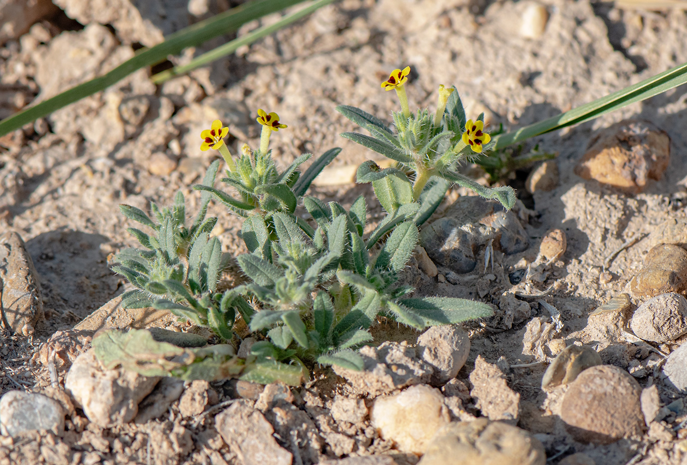 Image of Arnebia decumbens specimen.