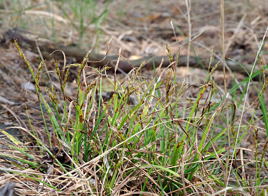 Image of Carex digitata specimen.