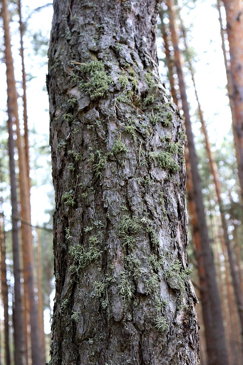 Изображение особи Evernia mesomorpha.