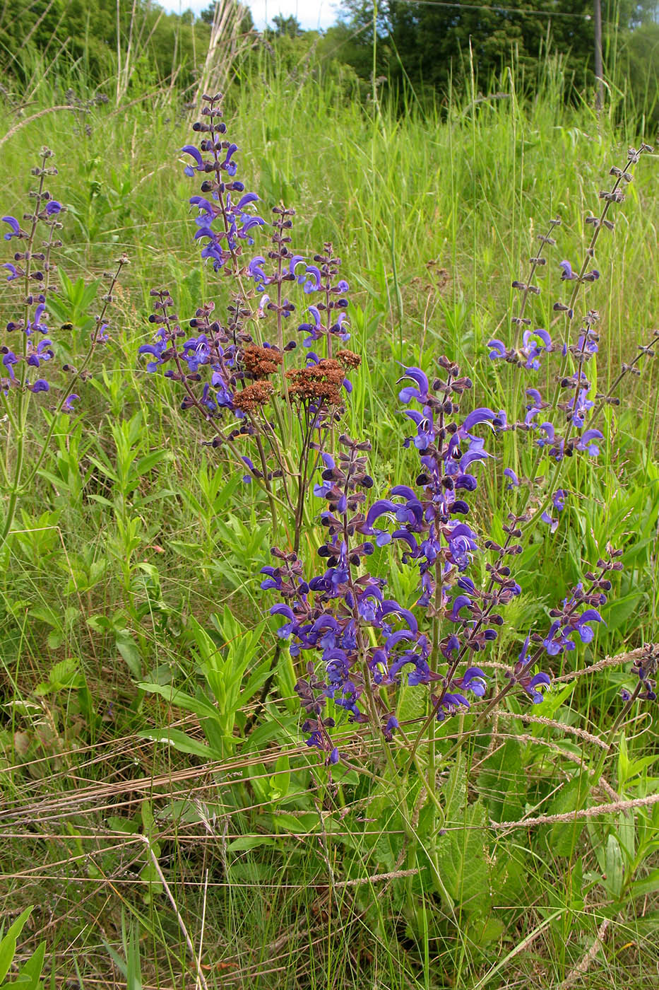 Изображение особи Salvia pratensis.