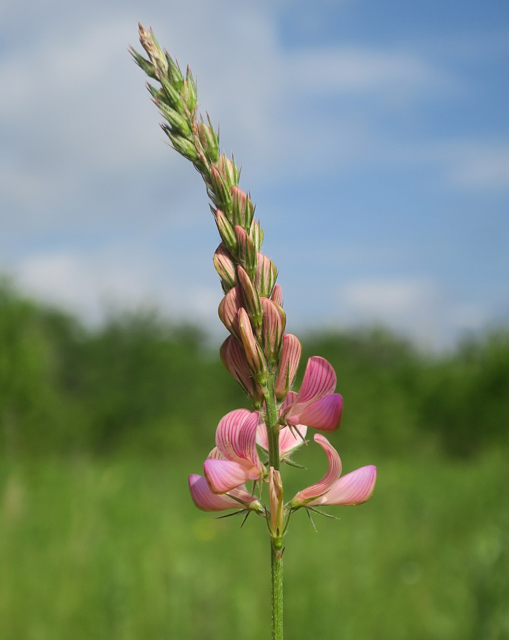 Изображение особи Onobrychis arenaria.