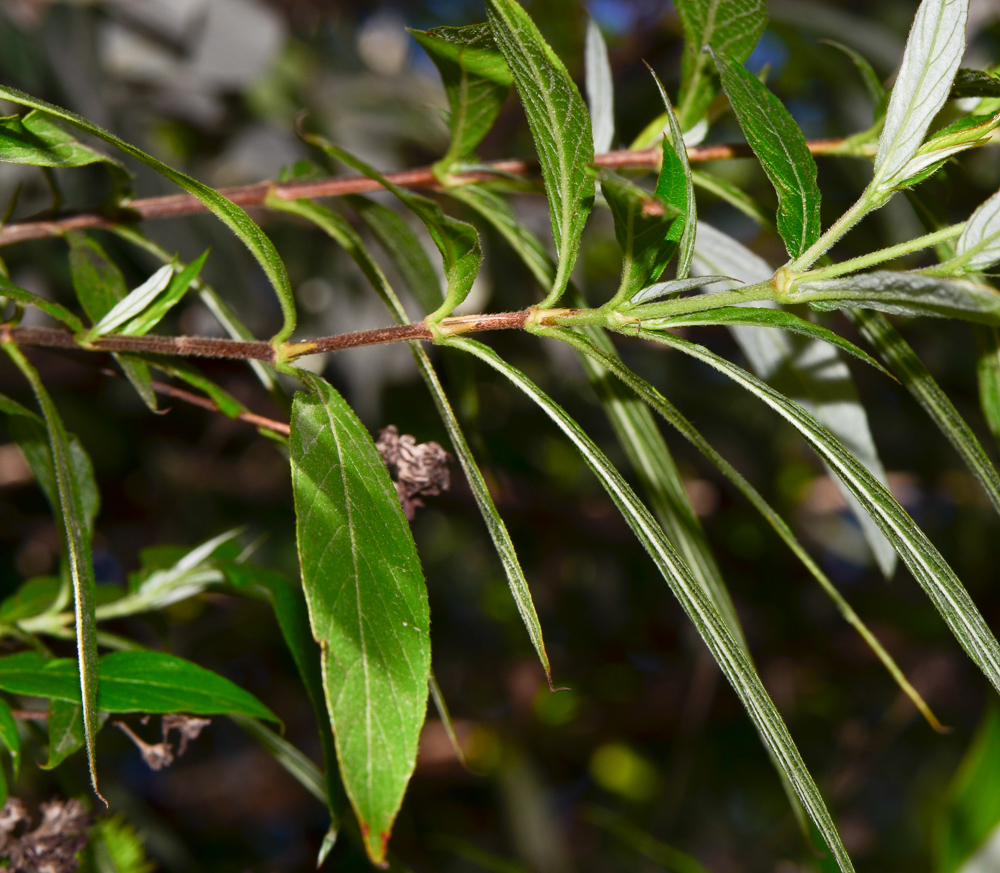 Изображение особи Arachnothryx leucophylla.