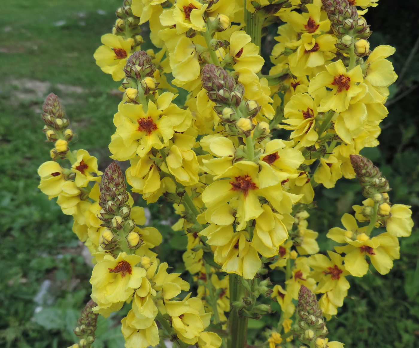 Image of Verbascum pyramidatum specimen.