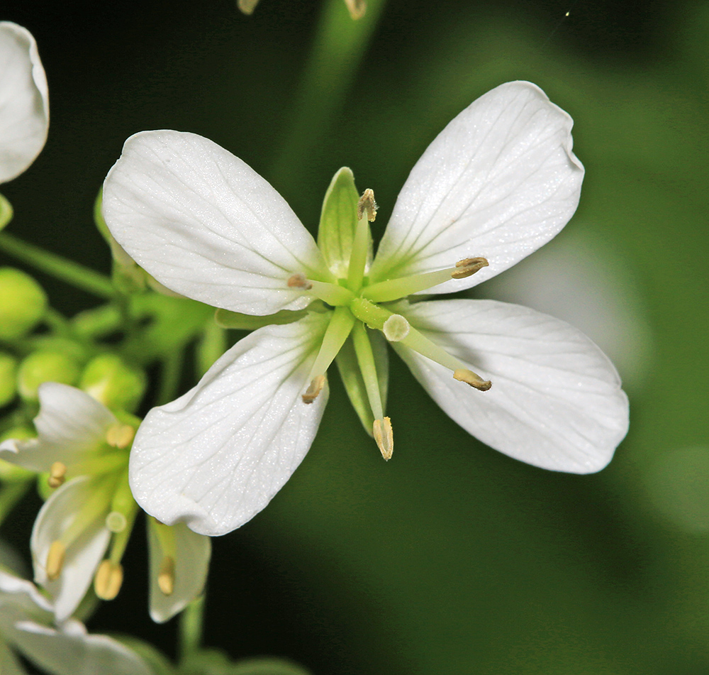 Image of Cardamine macrophylla specimen.