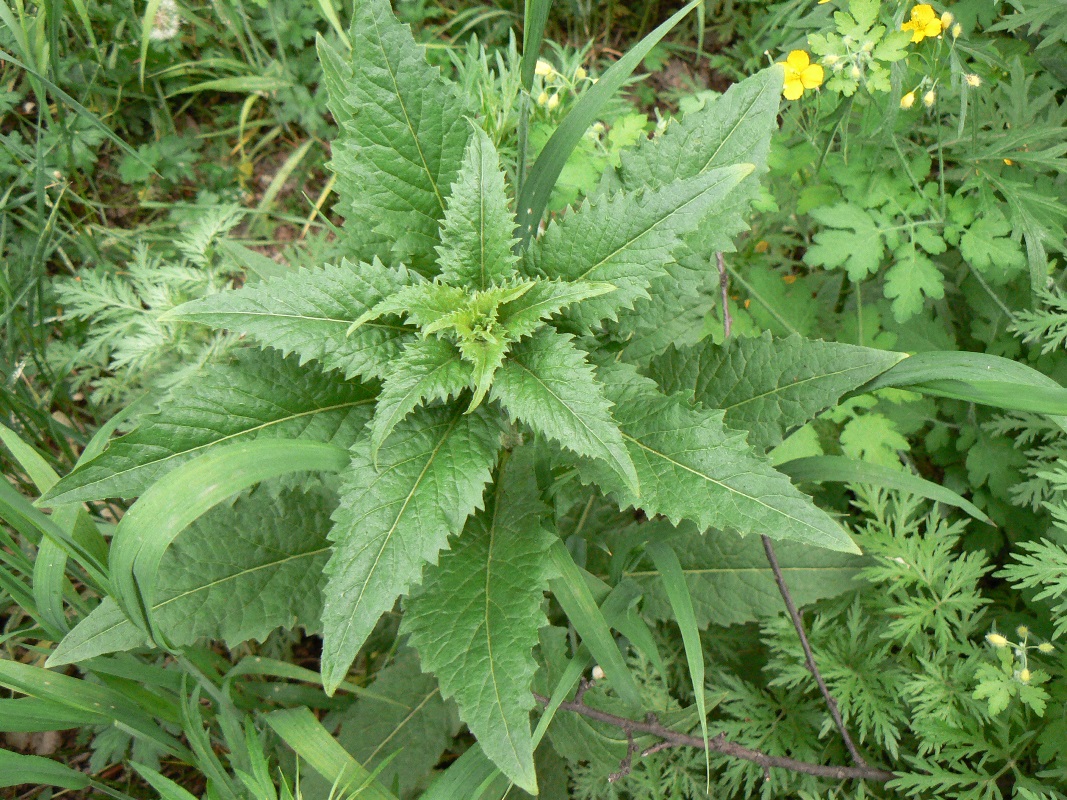 Image of Arabis pendula specimen.