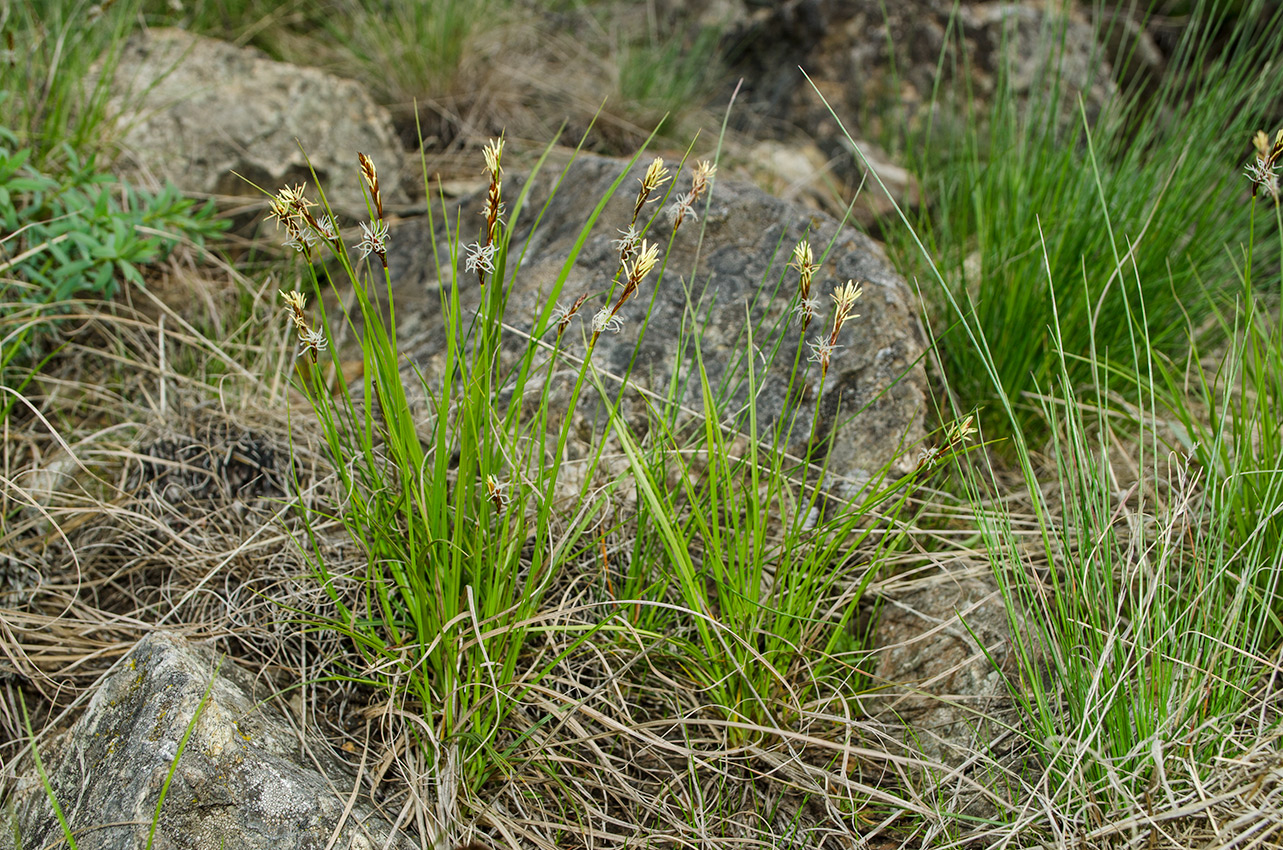 Изображение особи род Carex.